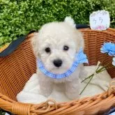 タイニープードル【兵庫県・男の子・2025年8月31日・ホワイト】の写真6