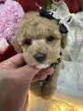 タイニープードル【兵庫県・女の子・2024年11月18日・アプリコット】の写真6