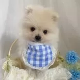 ポメラニアン【兵庫県・男の子・2025年9月20日・クリーム】の写真7