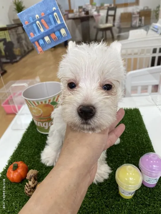 ID:2008-03475の子犬