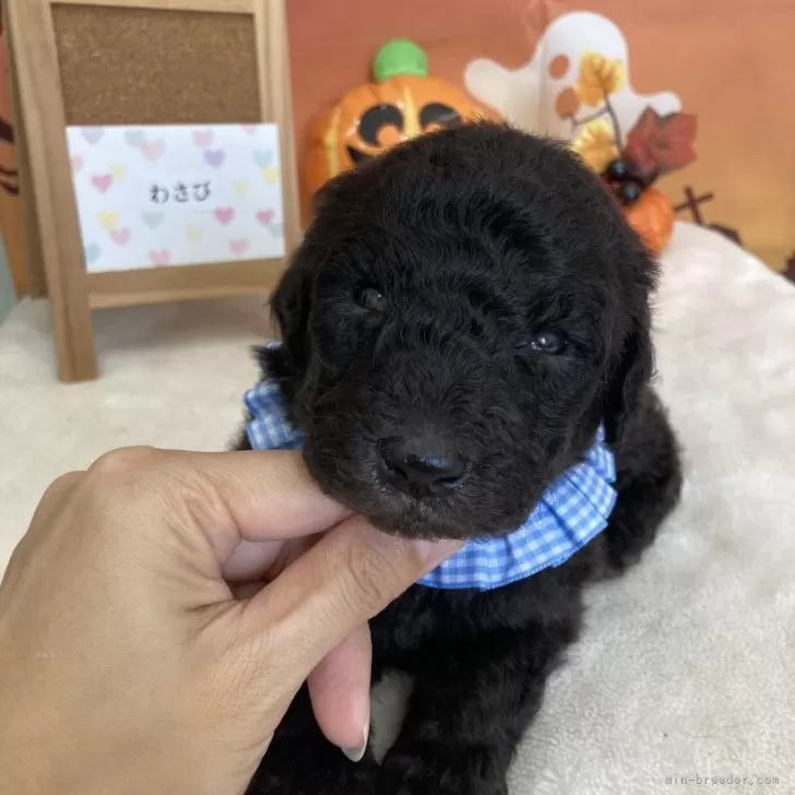 ID：2409-04395の子犬