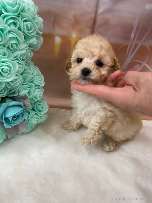 ティーカッププードル【・女の子・2020年3月6日・クリーム】「❣️仔犬の時の写真です❣️」