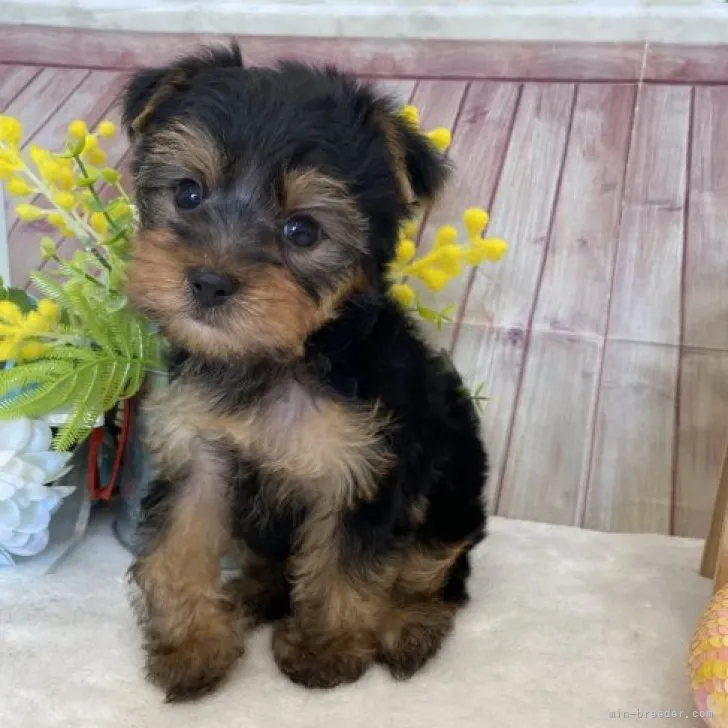 ID:2303-01446の子犬