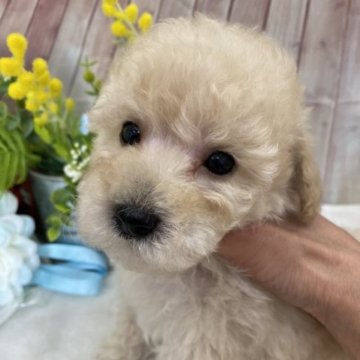 トイプードル(タイニー)【兵庫県・男の子・2023年2月26日・クリーム】の写真「❣️PRAクリア❤️」
