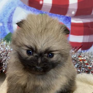 ポメラニアン【兵庫県・男の子・2022年10月24日・オレンジ】の写真「❣️遺伝子検査異常なし❣️」