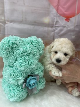 トイプードル(トイ)【兵庫県・男の子・2020年3月6日・ホワイト】の写真「❗️PRAクリア❣️毛ぶきがいいです」
