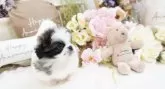 ペキニーズ【大阪府・女の子・2025年8月25日・パーティ】の写真10