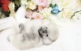 ポメラニアン【大阪府・男の子・2025年8月19日・クリームセーブル】の写真13