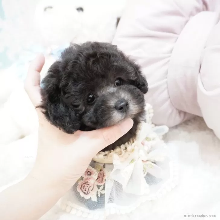 ID：2506-07753の子犬