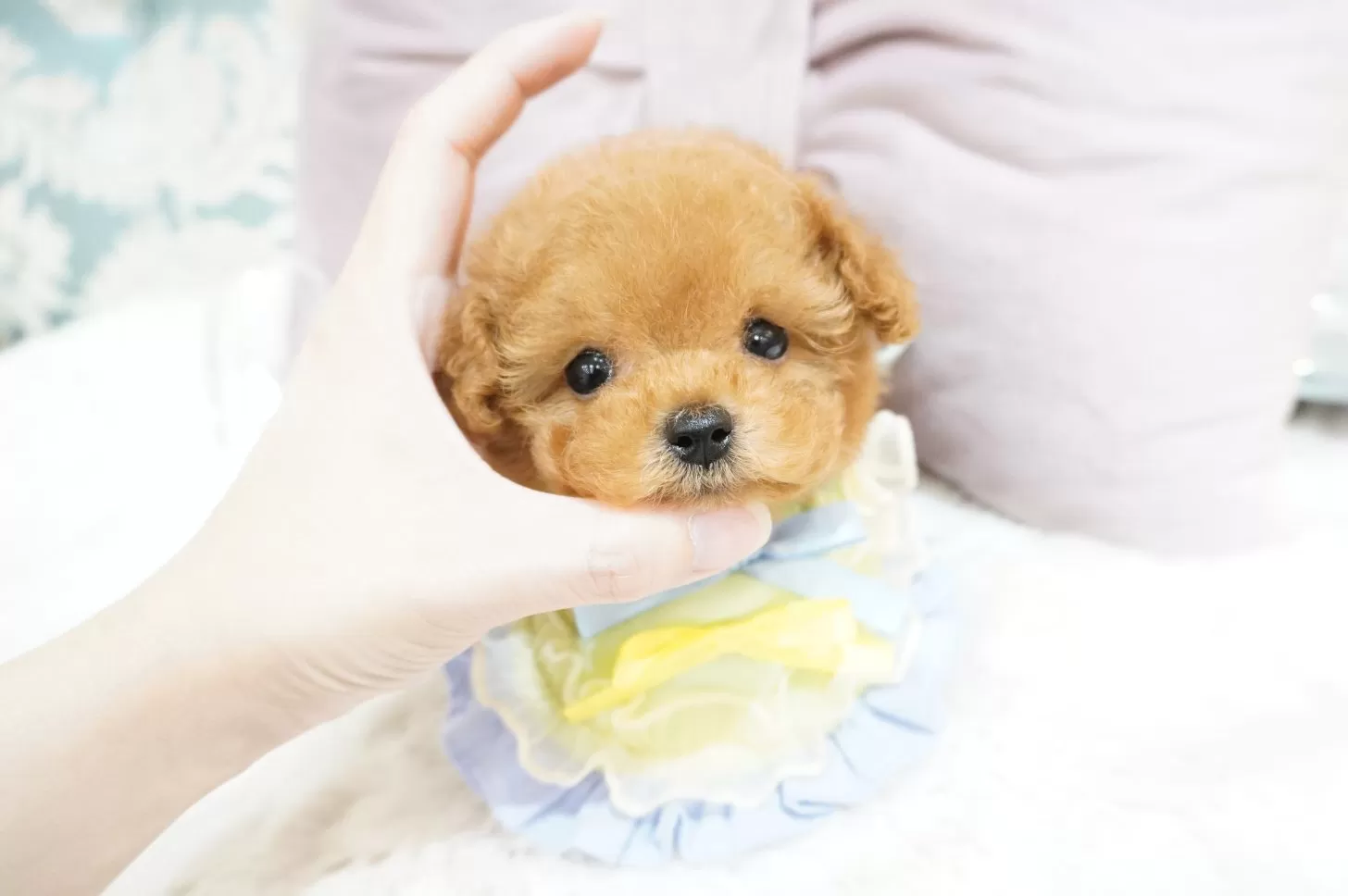 ID:2505-05901の子犬