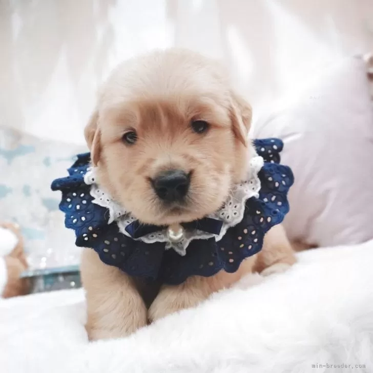 ID：2505-01295の子犬