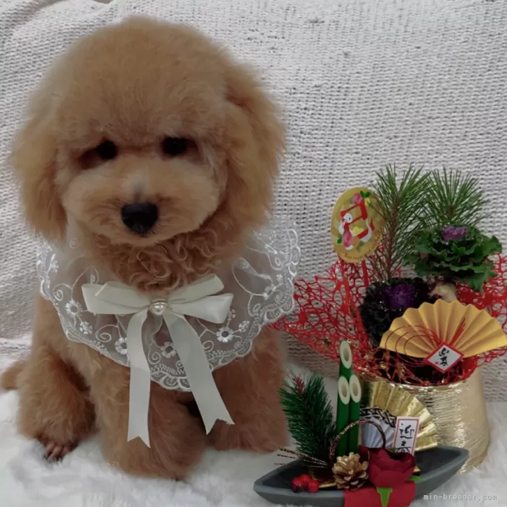 ID：2501-00939の子犬