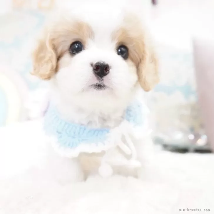 いなちゃん 様のお迎えした子犬