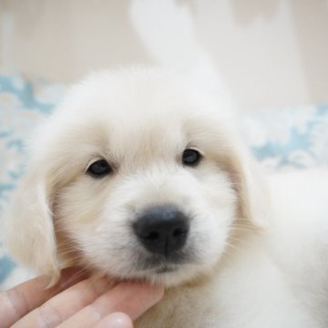 ゴールデンレトリバー【大阪府・男の子・2025年4月10日・クリーム】の写真「優良血統✨クリームのゴルクマちゃん🧸」