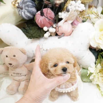 トイプードル(ティーカップ)【大阪府・女の子・2025年8月27日・ペールフォーン】の写真「ミニミニマイクロな女の子💕素晴らしい血統です‼️」