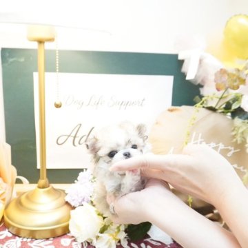 チワマル(チワワ×マルチーズ)【大阪府・女の子・2025年7月24日・パーティ(ホワイト&ブラウン)】の写真「超ミニマムで爆毛なチワマルちゃん💕」