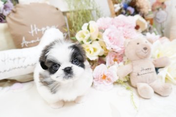 ペキニーズ【大阪府・女の子・2025年8月25日・パーティ】の写真「超短足鼻ぺちゃのペキちゃん💕」