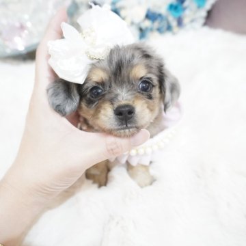 チワックス(チワワ×ダックスフンド)【大阪府・女の子・2025年4月15日・シルバーダップル】の写真「お目々👀パッチリチワックスちゃん💞」