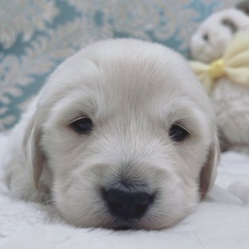 ゴールデンレトリバー【大阪府・男の子・2025年1月8日・クリーム】の写真「真っ白なゴールデンパピー君💕」