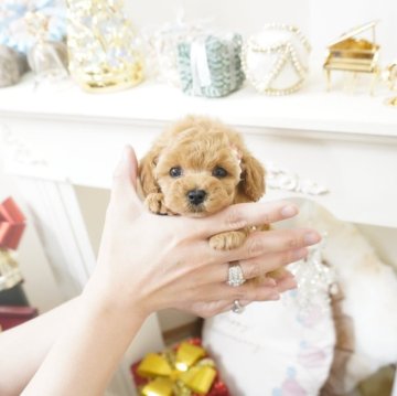 トイプードル(ティーカップ)【大阪府・女の子・2025年10月15日・オレンジフォーン】の写真「超極上✨ショートバック&ドワーフの小さい女の子🥰」