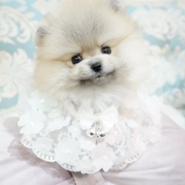 ポメラニアン【大阪府・男の子・2025年5月1日・クリームセーブル】の写真「レアカラーの爆毛ポメちゃん💕」