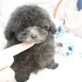 ティーカッププードル
