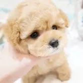 ティーカッププードル