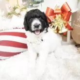 スタンダードプードル