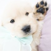 ゴールデンレトリバー