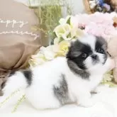 ペキニーズ