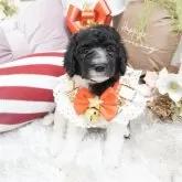 スタンダードプードル