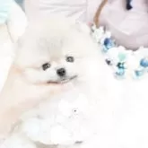 ポメラニアン