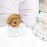 ティーカッププードル【大阪府・女の子・2025年4月3日・オレンジフォーン】の写真1