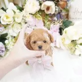 ティーカッププードル