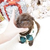 トイプードル(ティーカップ)