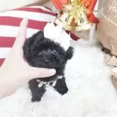 ティーカッププードル