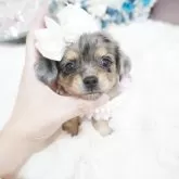 チワックス(チワワ×ダックスフンド)【大阪府・女の子・2025年4月15日・シルバーダップル】の写真1