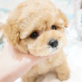 トイプードル(ティーカップ)