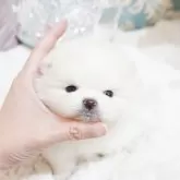 ポメラニアン