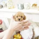 ティーカッププードル