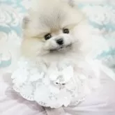 ポメラニアン