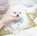 ポメラニアン【大阪府・男の子・2025年3月24日・クリーム】の写真2