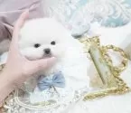 ポメラニアン【大阪府・男の子・2025年3月24日・クリーム】の写真3