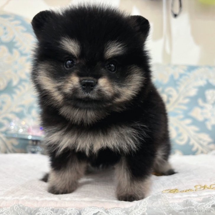 dog_img_1_0ea64cbf4a67.jpg