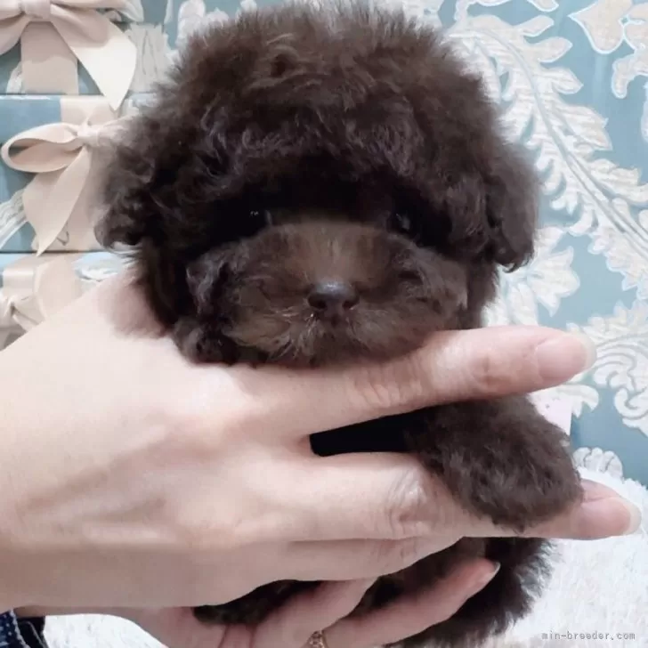 ID：2410-02984の子犬