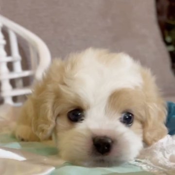 ミックス(ビションフリーゼ×キャバリア)【大阪府・男の子・2023年12月12日・ブレンハイム】の写真「アンヨの短いドワーフでお鼻も短いお姫様❤️」