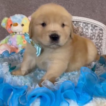 ゴールデンレトリバー【大阪府・男の子・2024年1月15日・ゴールデン】の写真「超優良血統✨色素の濃い可愛いゴールデン君🥰」