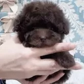 ティーカッププードル【大阪府・女の子・2024年8月15日・ブラウン】の写真1