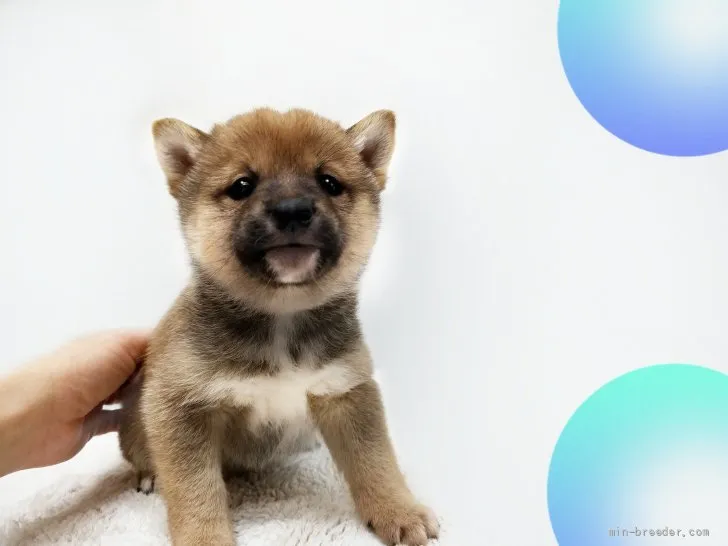 ID：2205-00988の子犬