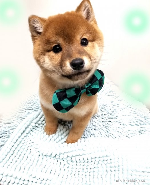 豆柴 島根県 男の子 年11月13日 赤 モフモフの丸顔 美男子になります みんなのブリーダー 子犬id 2102 豆柴 島根県 男の子 年11月13日 赤 モフモフの丸顔 美男子になります みんなのブリーダー 子犬id 2102